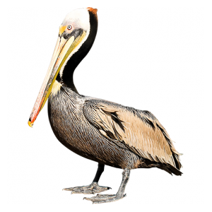 Pelican PNG-46585